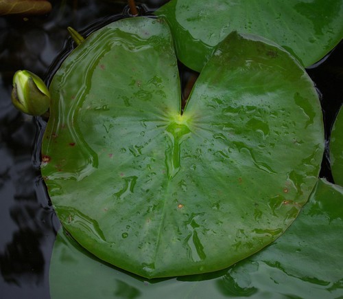 feuille