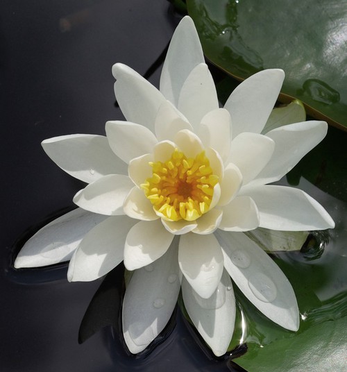 fleur