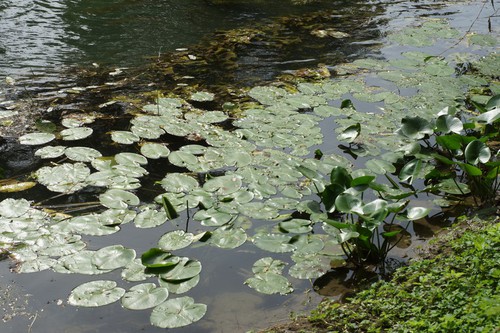 formes immergée, flottante, exondée