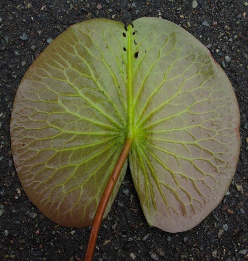 nervures feuille