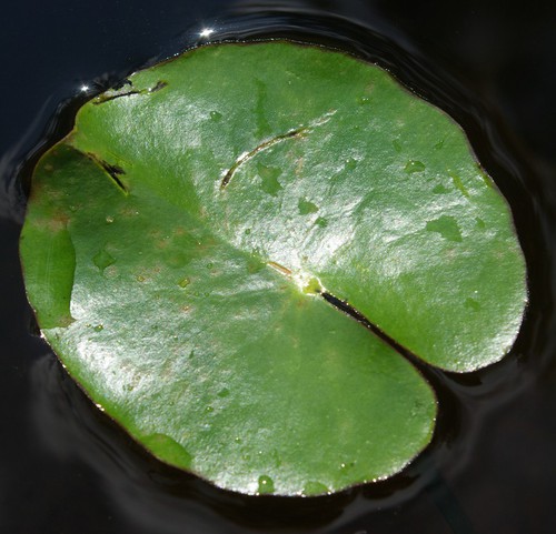feuille