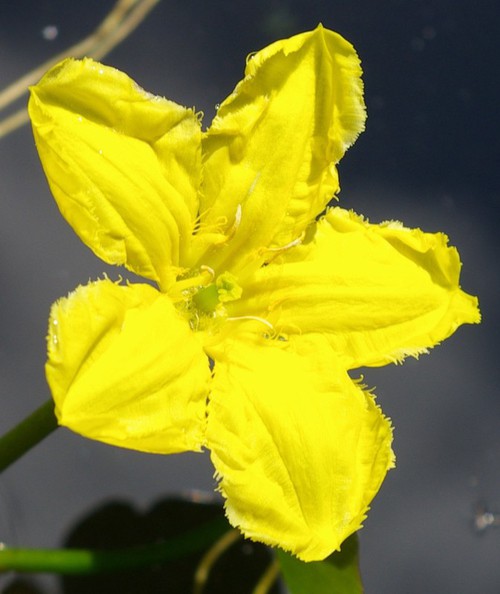 fleur