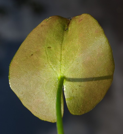 revers feuille