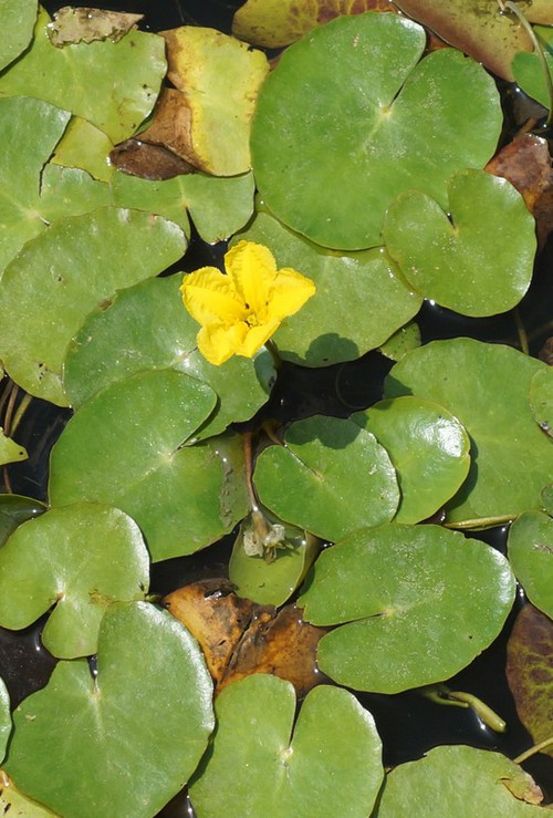 Plante entière