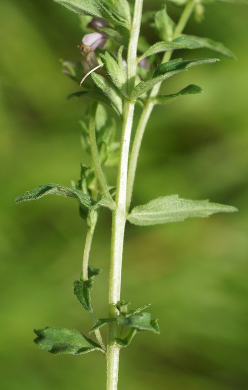 feuille
