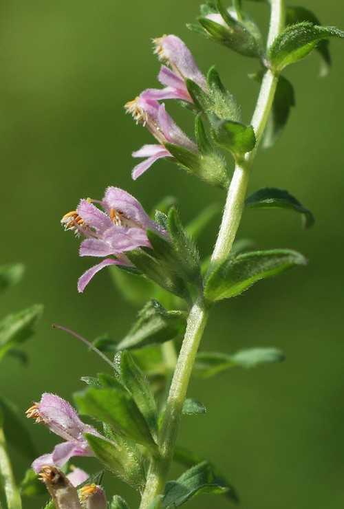 inflorescence