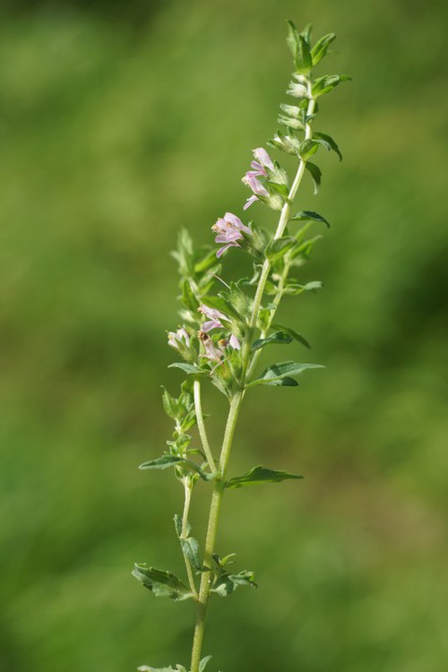 Plante entière
