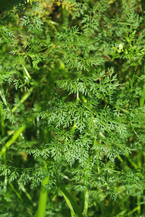 feuille