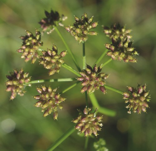 fruit