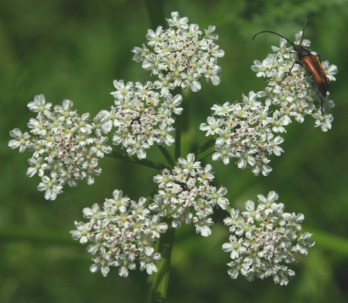 inflorescence