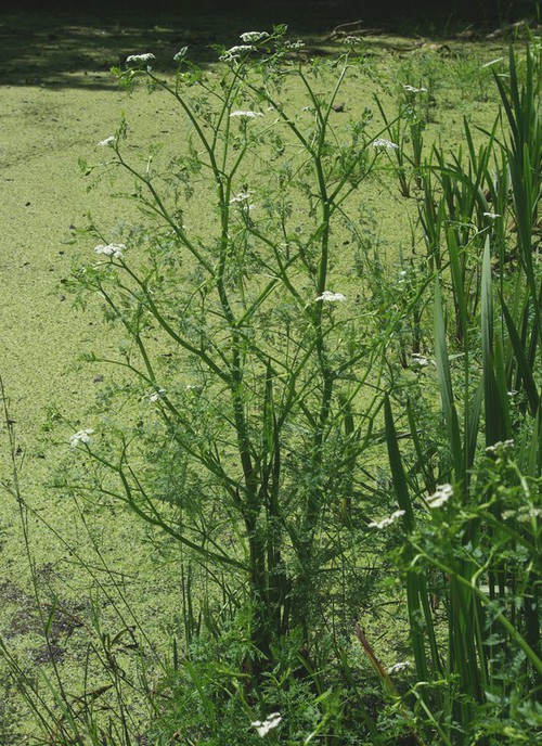 Plante entière