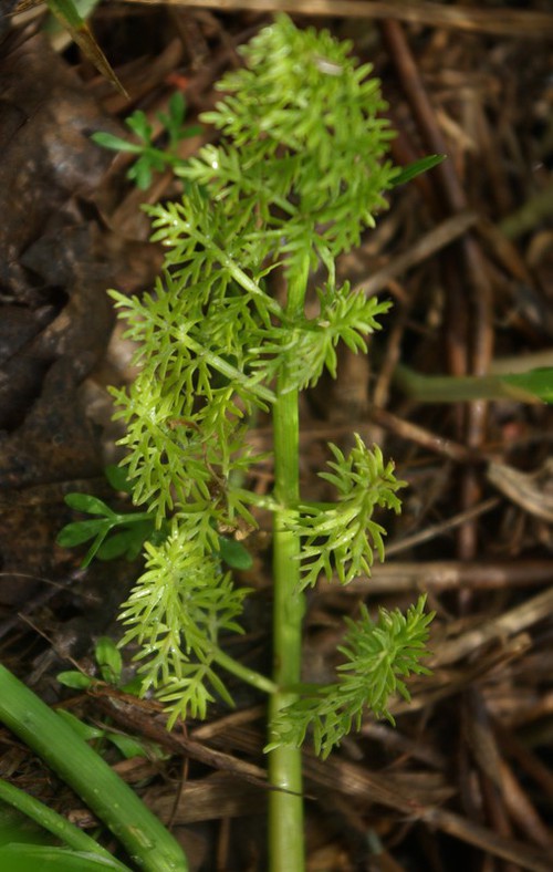 feuille basale