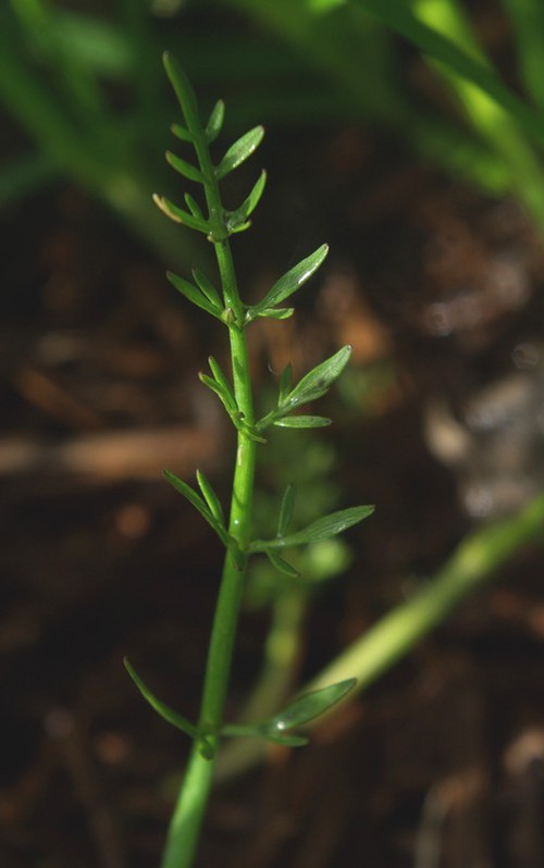 feuille caulinaire