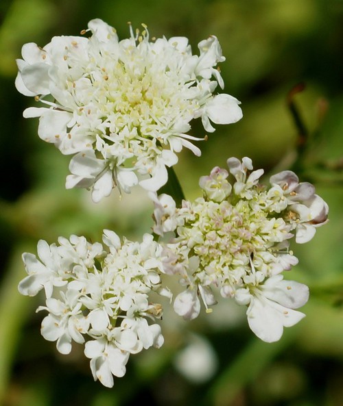 inflorescence