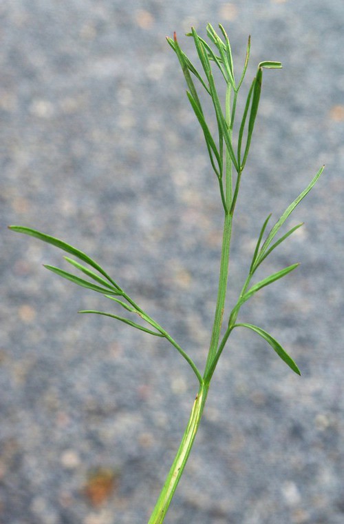 feuille