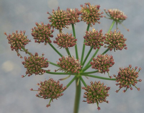 fruit