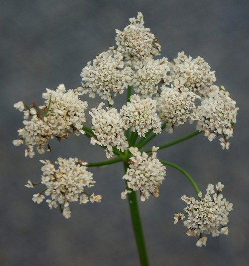 inflorescence