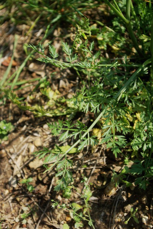 feuille basale