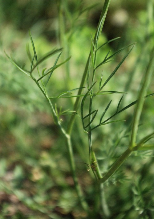 feuille caulinaire
