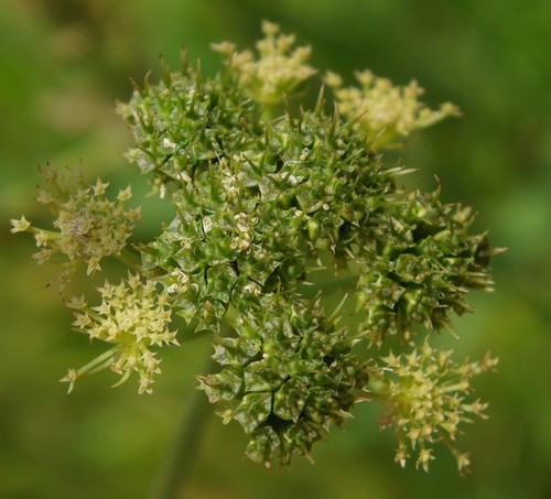 fruit