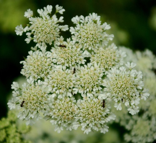 inflorescence