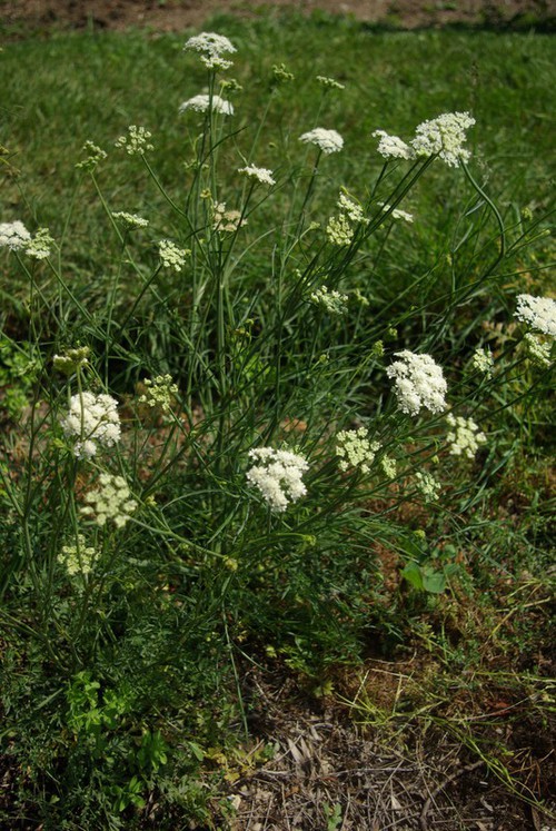 Plante entière