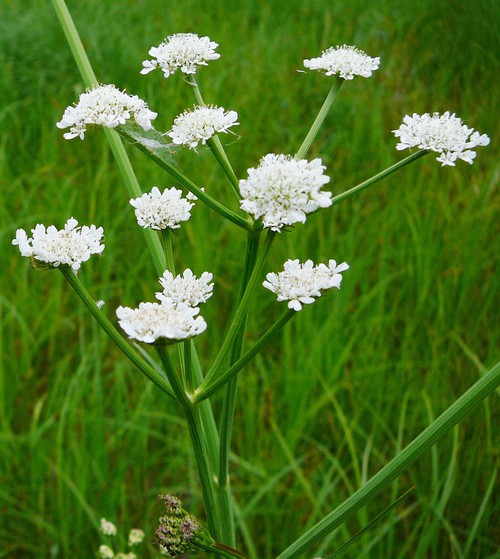 inflorescence