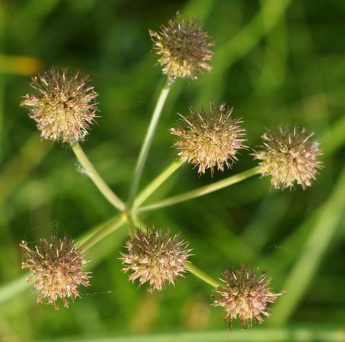 fruit
