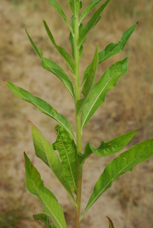 feuille