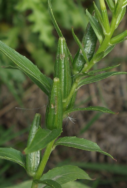 fruit