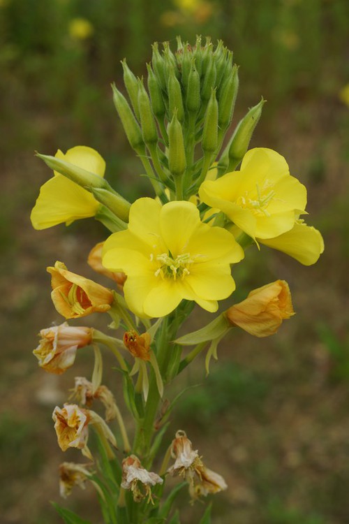 inflorescence