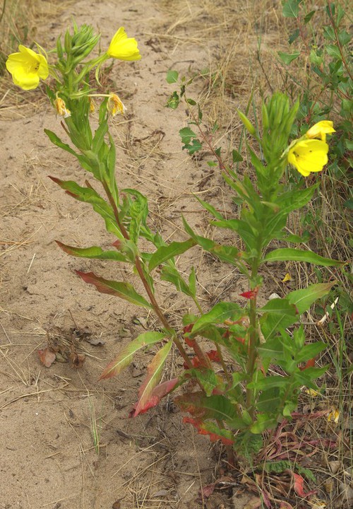 Plante entière