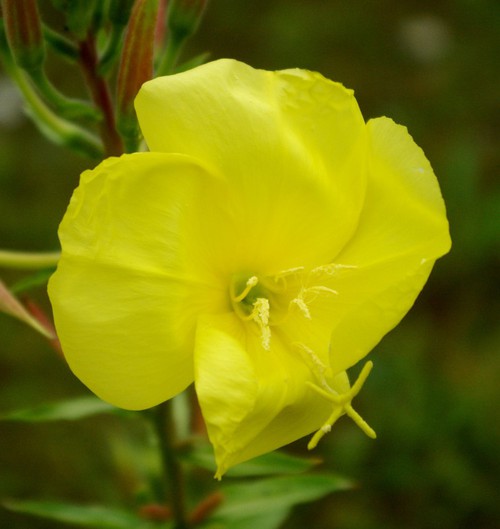 détail fleur