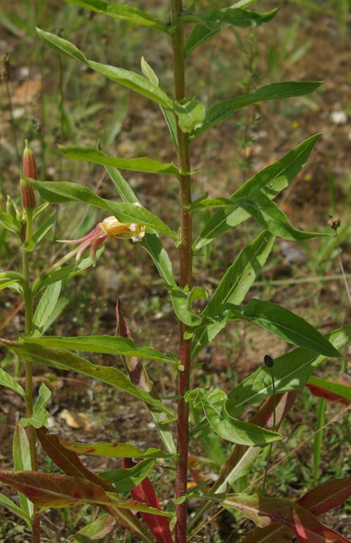 feuille