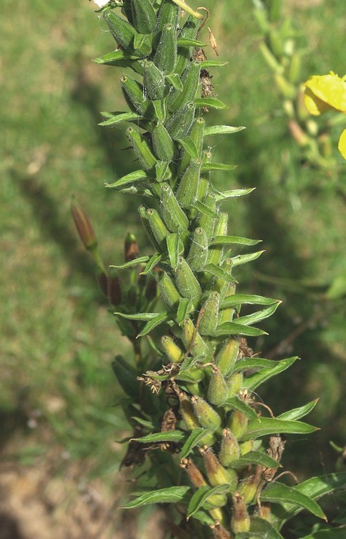 fruit