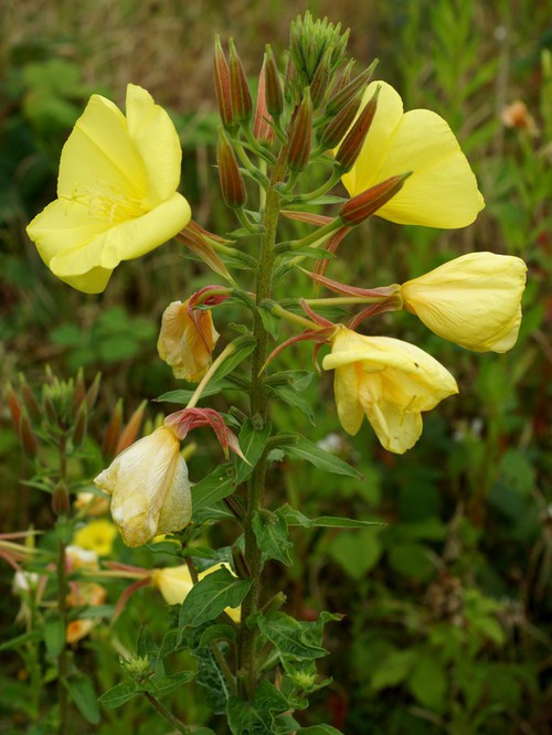 inflorescence