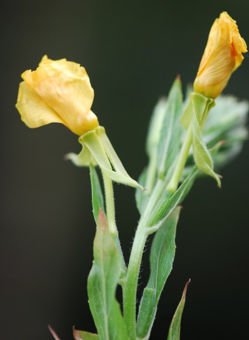 Plante entière