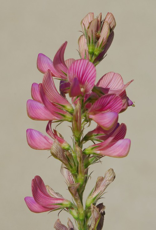 détail fleur