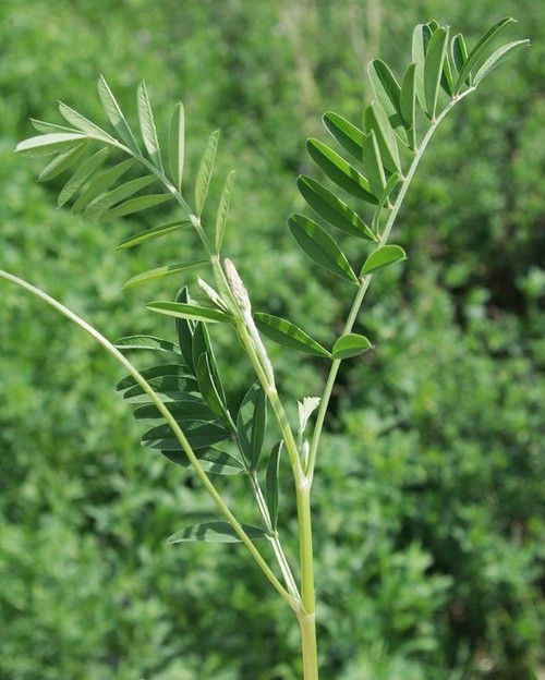 feuille