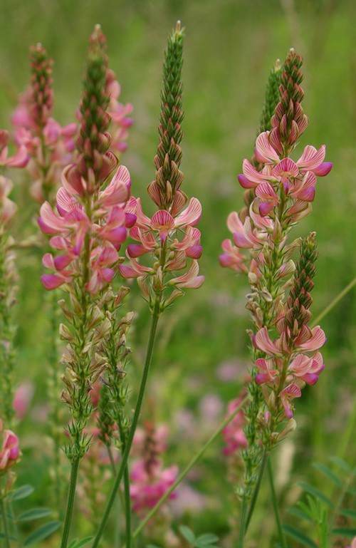 inflorescence