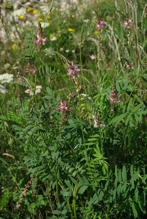 Plante entière