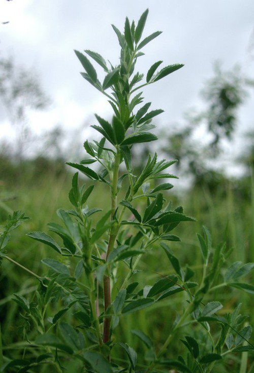 feuille