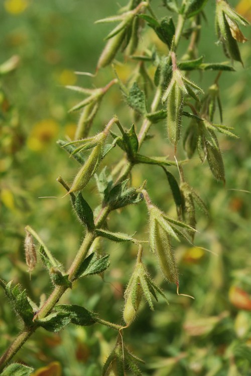 fruit