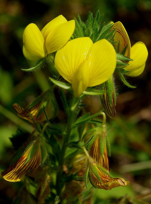 inflorescence