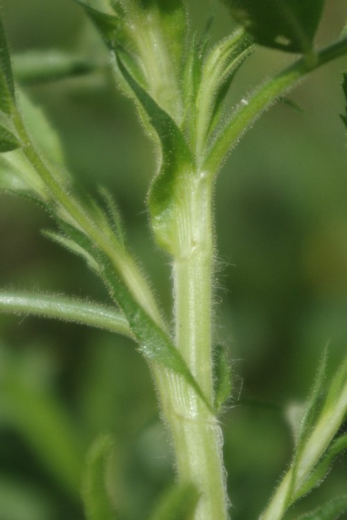 stipule