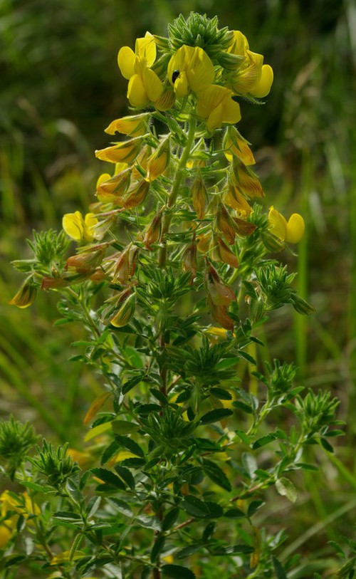 Plante entière