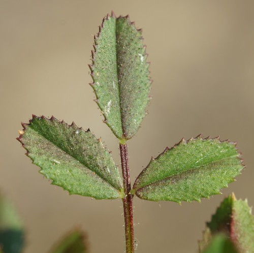 feuille