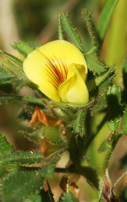 fleur