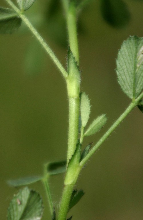 stipule