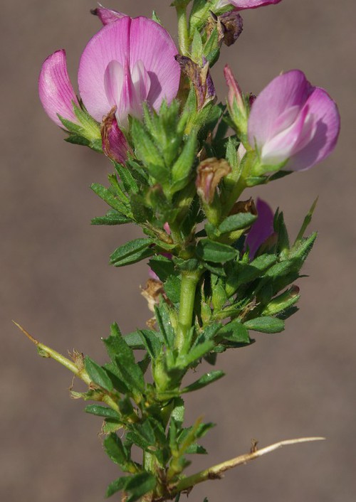 détail fleur